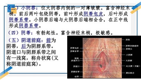 真人女生下面|女性生殖系统知识总论